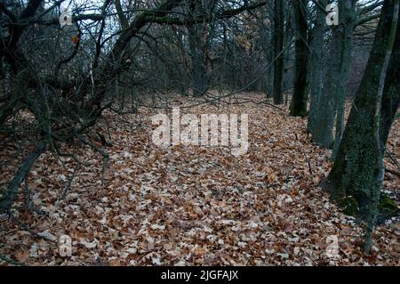 Die Straße im Herbstwald ist mit abgefallenen Blättern übersät Stockfoto