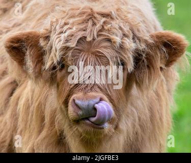 Highland Cattle Calf leckt seine Nase in Schottland, Großbritannien. Highland-Rinder werden in den schottischen Highlands in Großbritannien gesehen. Stockfoto