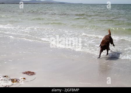 Chocolate Labrador spielt in der Brandung an einem weißen Sandstrand in den Hebriden Stockfoto