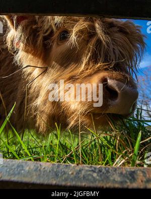 Nahaufnahme einer Hochlandrinder-Kalb in Schottland, Großbritannien. Highland-Rinder werden in den schottischen Highlands in Großbritannien gesehen. Stockfoto