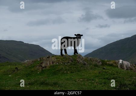 Schwarze Schafe in Silhouette auf dem Hard Knotts Pass im Lake District Stockfoto