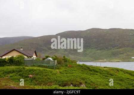 Die Ufer des Loch Eynort, South Uist, Hebriden, Schottland, mit Rothirschhirschen, die weiden Stockfoto