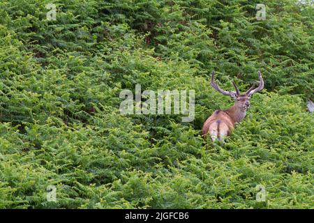 Rehe weiden an den Ufern von Loch Eynort, South Uist, Western Isles/Outer Hebrides, Schottland Stockfoto