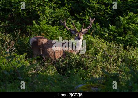 Rothirsch (Cervus Elaphus) Stockfoto