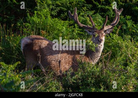 Rothirsch (Cervus Elaphus) Stockfoto