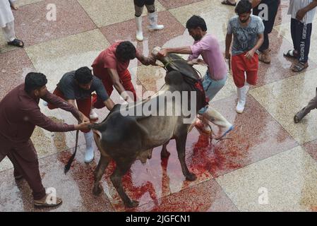 10. Juli 2022, Lahore, Punjab, Pakistan: Pakistanische muslimische Anhänger schlachten Kühe nach Eid al-Adha, dem Fest der Opfer (Qurbani) Gebet in der Darul Uloom Jamia Naeemia Moschee mit SOPs in Lahore. Die Muslime feiern Eid al-Adha oder Opferfest, den zweiten von zwei islamischen Feiertagen, die weltweit gefeiert werden, um das Ende der jährlichen Pilgerfahrt oder Hadsch in die saudische heilige Stadt Mekka zu markieren und markiert die Bereitschaft des Propheten Ibrahim, Abraham, Christen und Juden, seinen Sohn zu opfern. Während der Ferien, die in den meisten Orten dauert vier Tage, Muslime schlachten Schafe, Ziegen, c Stockfoto