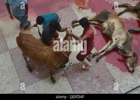 10. Juli 2022, Lahore, Punjab, Pakistan: Pakistanische muslimische Anhänger schlachten Kühe nach Eid al-Adha, dem Fest der Opfer (Qurbani) Gebet in der Darul Uloom Jamia Naeemia Moschee mit SOPs in Lahore. Die Muslime feiern Eid al-Adha oder Opferfest, den zweiten von zwei islamischen Feiertagen, die weltweit gefeiert werden, um das Ende der jährlichen Pilgerfahrt oder Hadsch in die saudische heilige Stadt Mekka zu markieren und markiert die Bereitschaft des Propheten Ibrahim, Abraham, Christen und Juden, seinen Sohn zu opfern. Während der Ferien, die in den meisten Orten dauert vier Tage, Muslime schlachten Schafe, Ziegen, c Stockfoto