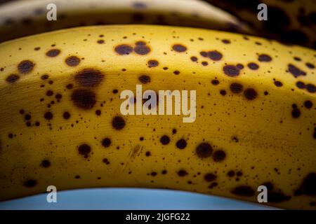 Nahaufnahme der Bananenreifephase mit Flecken, süßem Geschmack, perfekt für Mixgetränke und Backen Stockfoto