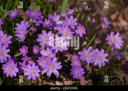 Leberblüte oder Anemone hepatica (Hepatica nobilis) schöne Frühlingswaldblume Stockfoto