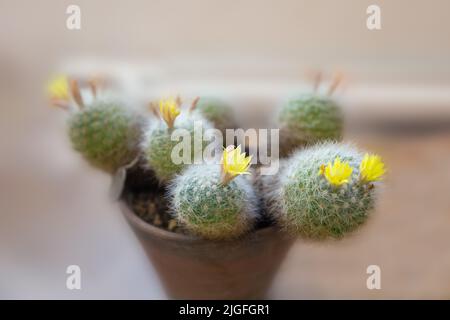 Mammillaria baumii Kaktus mit gelben Blüten in einem Blumentopf Stockfoto