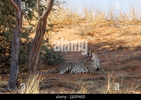 Cheetah chillen und gähnend unter Baum in Kgalagadi Transfrontier Park, Südafrika ; specie Acinonyx jubatus Familie von Felidae Stockfoto