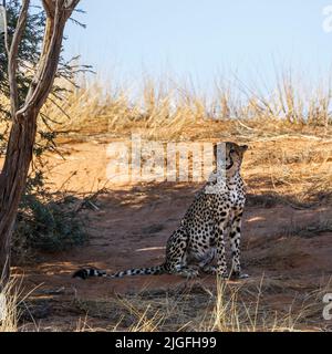 Gepard sitzt unter Baumschatten im Kgalagadi Transfrontier Park, Südafrika; specie Acinonyx jubatus Familie von Felidae Stockfoto