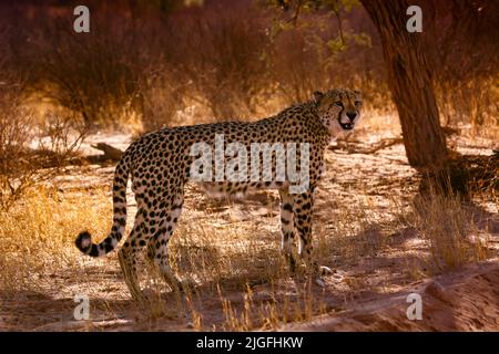 Gepard steht im hinterleuchteten Baum im Kgalagadi Transfrontier Park, Südafrika; specie Acinonyx jubatus Familie von Felidae Stockfoto