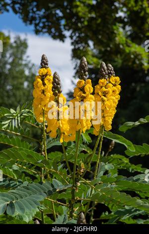 Leuchtend gelbe Blüten von Popcorn Senna Senna didymobotrya auch in Sri Lanka und Indien aufgerufen. Stockfoto