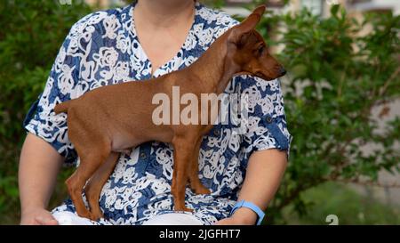 Eine Frau hält einen kleinen Hund in ihren Armen. Ein Miniatur-Pinscher-Welpe in seinen Händen. Die Freundschaft eines Mannes und eines Hundes. Stockfoto