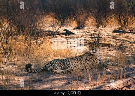 Gepard liegt unter Baumschatten im Kgalagadi Transfrontier Park, Südafrika; Specie Acinonyx jubatus Familie von Felidae Stockfoto