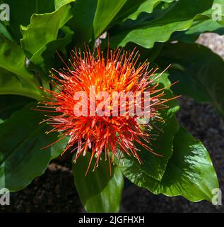 Feuerball-Lilie, Afrikanische Blutsilie (Scadoxus multiflorus). Stockfoto