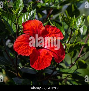 Chinesischer Hibiskus, oder Rose-of-China, oder hawaiianischer Hibiskus (Hibiscus rosa-sinensis) Stockfoto