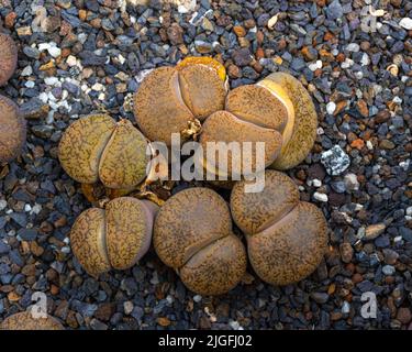 Lithops aucampiae ist eine blühende Pflanze aus der Familie der Aizoaceae, die in Südafrika vorkommt. Stockfoto