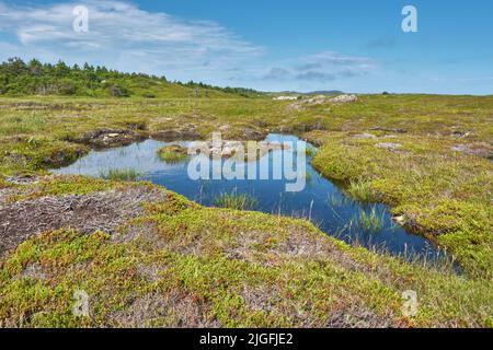 Ein Moor ist eine Art von Torf, der Feuchtgebiete ansammelt. Dieses besondere Horn liegt am Louisbourg Lighthouse Coastal Trail in Cape Breton. Stockfoto