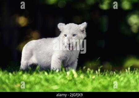 Ein Wüstenlöwenjunges sitzt auf dem Gras und will spielen. Stockfoto