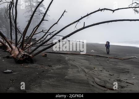 WA20550-00....WASHINGTON - Vicky Spring nach Norden am Rialto Beach im Olympic National Park. HERR# S1 Stockfoto