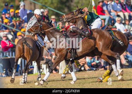 Spieler Männer unkenntlich Reiter Reiten Pferd Pony's Spiel Action spielen Herausforderung für den Ball bei Polo-Cross-Meisterschaft Spiel. Stockfoto