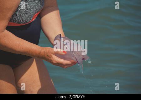 Frau hat einen Gelee Fish im Meer gefunden. Stockfoto