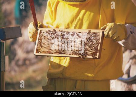 Ein professioneller Imker zeigt die Honigbiene. Stockfoto