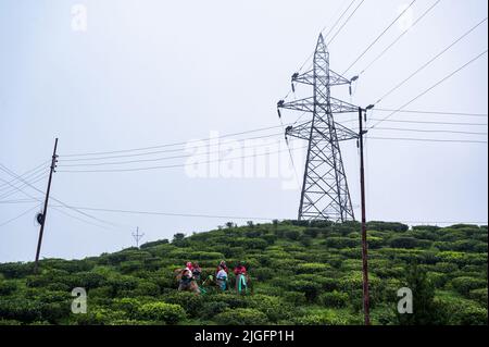 Das Mirik-Tal ist das ganze Jahr über mit Teesträuchern bedeckt. Weibliche Teezucker pflücken Teeblätter während des Monsuns wolkige Morgen in der kleinen Stadt von North Bengal Darjeeling Bezirk -Mirik. Die Strommasten in diesen Gärten sind das einzige Medium für den Stromanschluss auf dem ganzen Hügel. Nach Angaben der Darjeeling Tea Association betrug die Teeproduktion von Darjeeling im Vorjahr rund 7 Millionen kg und die Exporte lagen im Bereich von 3 bis 3,5 Millionen kg. Westbengalen, Indien. Stockfoto