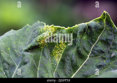 Sonnenblumenblatt verformt, beschädigt. Sonnenblumenplantage. Stockfoto