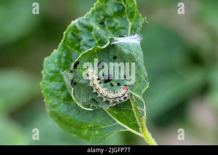 Gemalte Dame (Cynthia cardui, Vanessa cardui, Pyramis cardui), gemalte Dame Raupe auf einem gefressenen Sonnenblumenblatt. Stockfoto