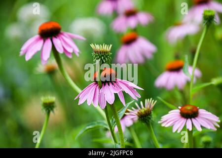 Beelitz, Deutschland. 08.. Juli 2022. Auf einem Blumenbeet auf dem Gelände der Laga State Garden Show werden Blüten der purpurnen Echinacea-Blütenblume gesehen. Quelle: Jens Kalaene/dpa/Alamy Live News Stockfoto