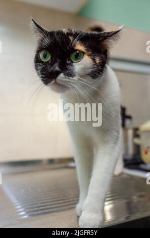 Dreifarbige Katze in der Küche. Porträt eines Tieres. Stockfoto