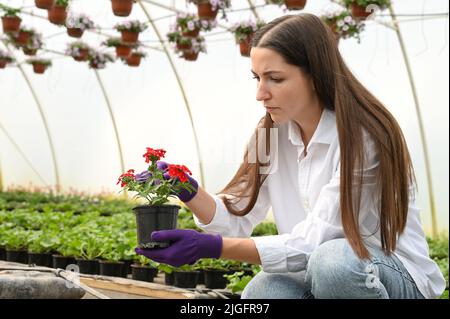 Serious Landwirt in Gartenhandschuhen, die Pflege der Pflanze, Untersuchung von Blumen in Greenhouse.People, Job-und Lifestyle-Konzept. Stockfoto