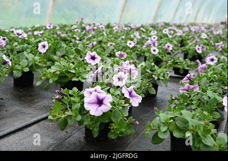Sämling von Petunia-Blüten mit Tropfbewässerung, Nahaufnahme. Konzept der Herstellung von Blumen in einem Gewächshaus Stockfoto