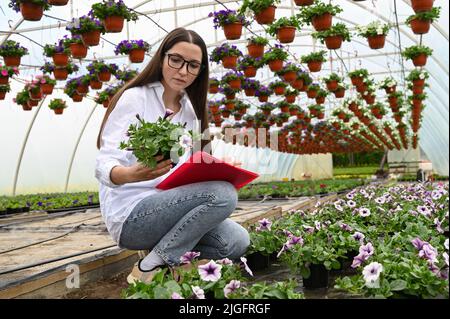 Weibliche Pflanze Shop Besitzer arbeitet mit Blumen im Gewächshaus. Kleinunternehmer und Pflanzenfürsorge Konzept Stockfoto