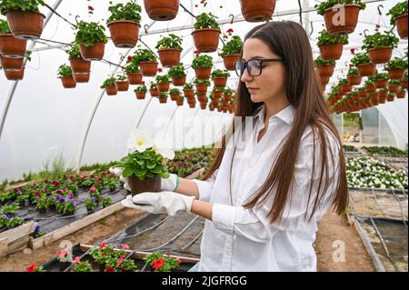 Junge Frau, die im Kindergarten arbeitet und einen Topf mit einer schönen blühenden Blume zeigt. Wachsende Blumen Stockfoto