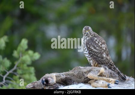 Nördlicher Habicht (Accipiter gentilis), der sich im Wald von toten Rehen (Capreolus capreolus) ernährt Stockfoto