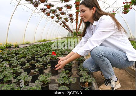 Professioneller Gärtner, der Blumen in einem Gewächshaus herstellt. Schöne junge Frau, die einen Topf mit Pflanze hält. Stockfoto