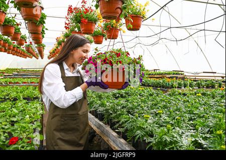 Junger Gärtner, der in einer großen Baumschule arbeitet, Blumentöpfe hält und in bunten Blumen genießt. Stockfoto