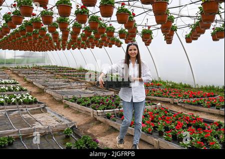 Kaukasische junge Erwachsene Floristin Frau hält die Box mit Blumen, während sie im großen Gewächshaus steht. Stockfoto
