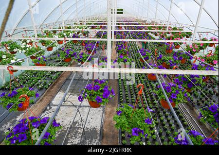 Blumenküchen. Gewächshaus mit Kulturpflanzen. Junge Pflanzen im Gewächshaus Stockfoto