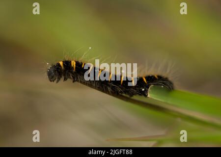 Fuchsmotte Macrothylacia rubi Raupe Stockfoto