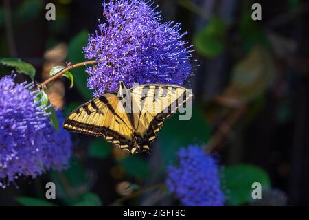 Nahaufnahme des gelben Schwalbenschwanz Schmetterling auf lila Blüten an einem sonnigen Tag Stockfoto