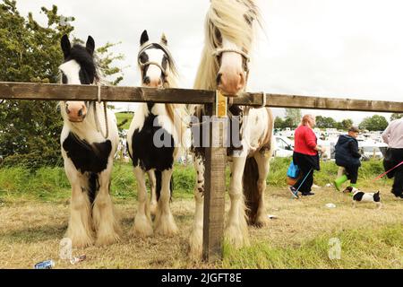 Drei farbige Zigeunercob-Pferde versuchten an einem Geländer, Appleby Horse Fair, Appleby in Westmorland, Cumbria Stockfoto