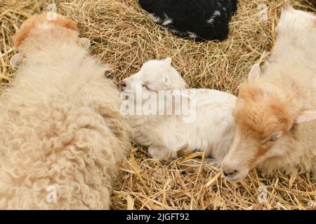 Neugeborenes Lamm liegt im Heu. Stockfoto