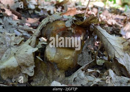 Bronze-Cep oder Boletus Aereus-Pilz versteckt unter den Blättern im Flachland-Eichenwald Stockfoto
