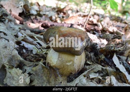 Bronze cep oder Boletus aereus, schönes Exemplar, aber von Schnecken gebissen, wächst im Tiefland-Eichenwald Stockfoto
