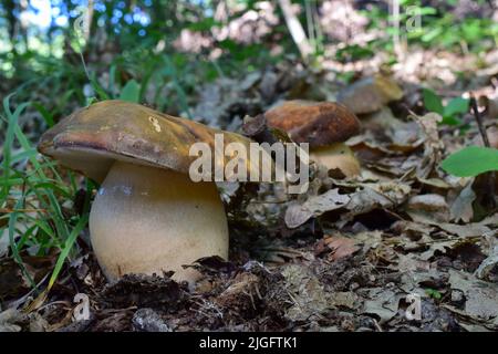 Drei Boletus aereus oder Bronze Cep Pilze wachsen in einer Reihe, der erste im Fokus, geringe Tiefenschärfe Stockfoto